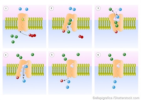 Adenosine Triphosphate (ATP) Function in Cells